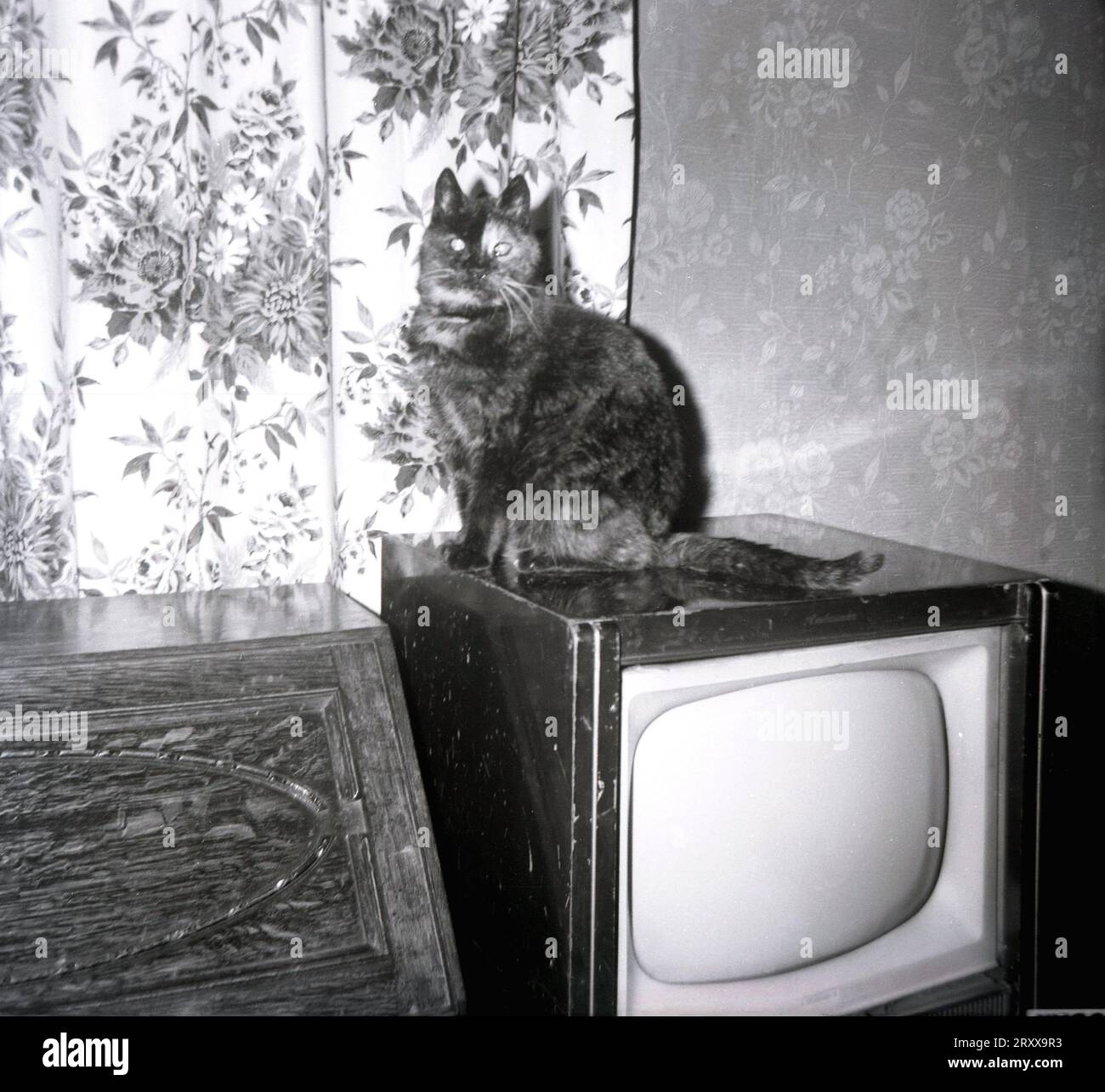 1960er Jahre, historisch, in einer Ecke eines Vorderzimmers, eine Hauskatze, die auf einem kleinen Fernsehgerät der Ära steht, England, Großbritannien. Stockfoto