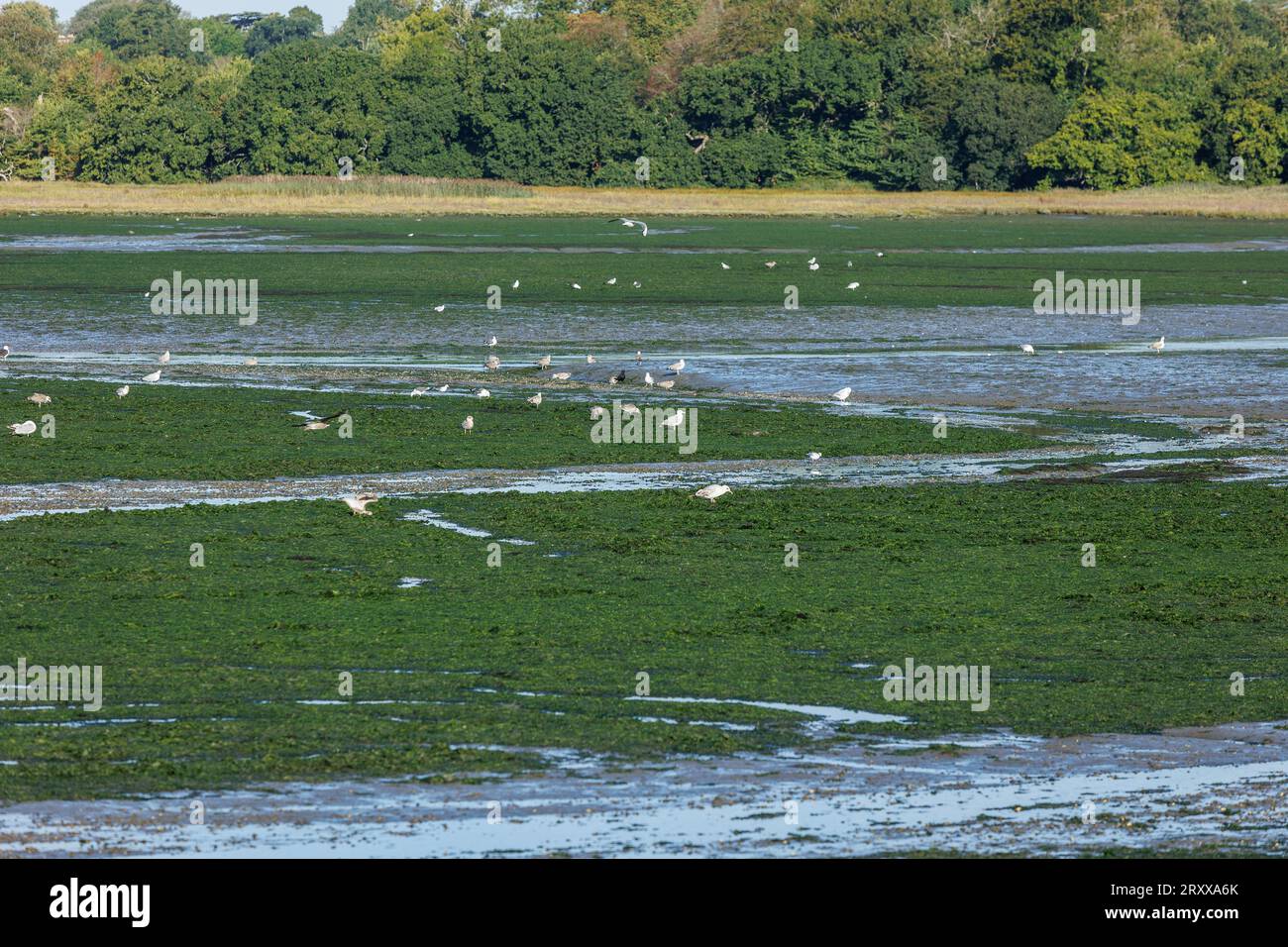 Algenblüte, die bei Ebbe über der Holes Bay Area von Poole Harbour in Dorset zu sehen ist. Landwirte in dem Gebiet des Countys, aus dem Grundwasser und Flüsse ins Meer fließen, müssen die Stickstoffmenge, für die ihre Betriebe verantwortlich sind, drastisch reduzieren, da sie für die Algenmenge in der verantwortlich gemacht werden hafen. Es gibt auch eine Reihe von Abwasserkanälen, die in das Flusssystem eingespeist werden, das diesen Teil des zweitgrößten natürlichen Hafens der Welt speist, und so fühlen sich Landwirte natürlich wütend, dass ihnen die Schuld gegeben wird Stockfoto