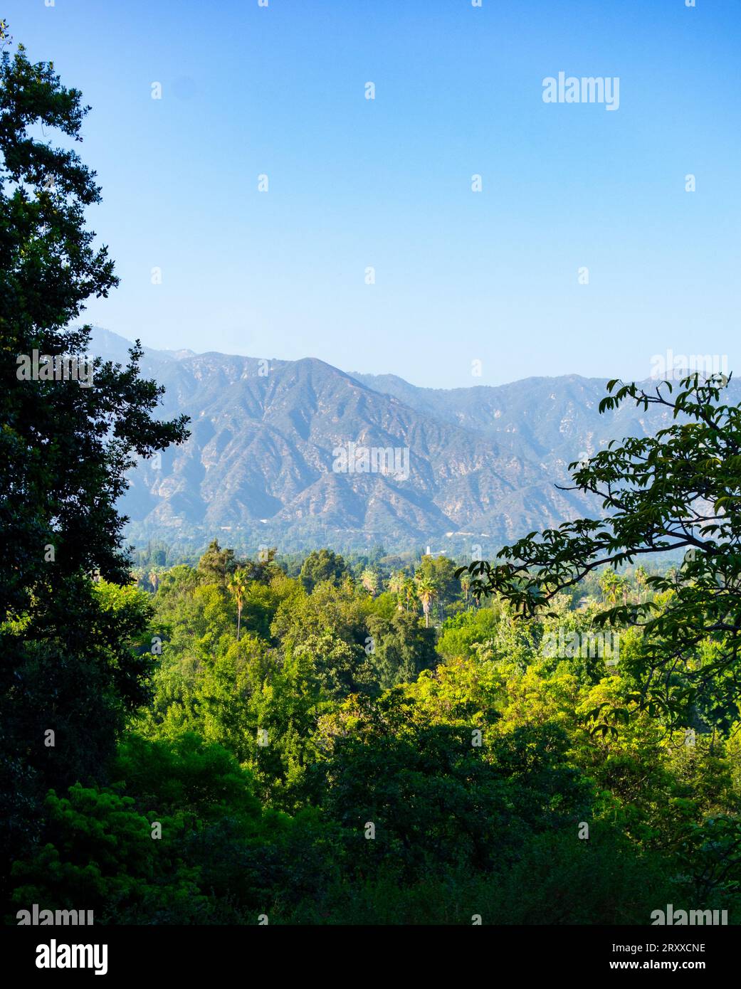 Angeles National Forest und die San Bernardino Mountains im Hintergrund durch die blühenden Bäume gesehen. Fotos, die in Arcadia, Kalifornien, aufgenommen wurden Stockfoto