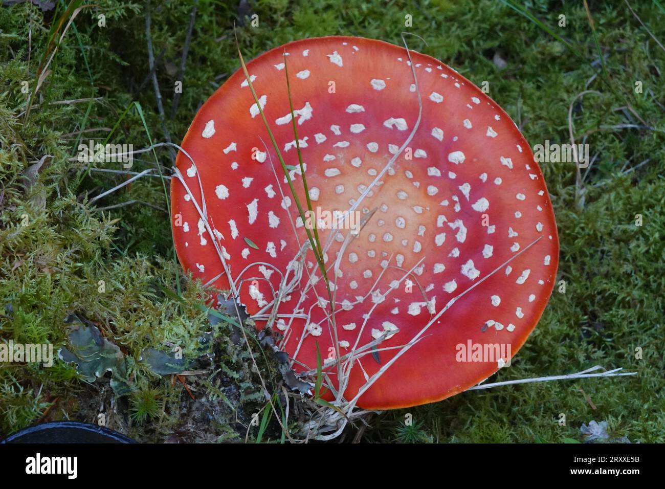 Fliegenpilze, Amanita muscaria Pilze, schottische Highlands Stockfoto