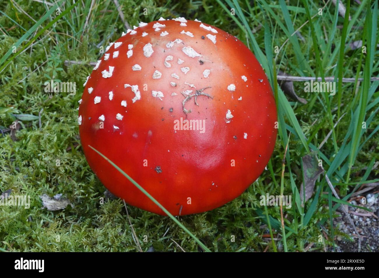 Fliegenpilze, Amanita muscaria Pilze, schottische Highlands Stockfoto