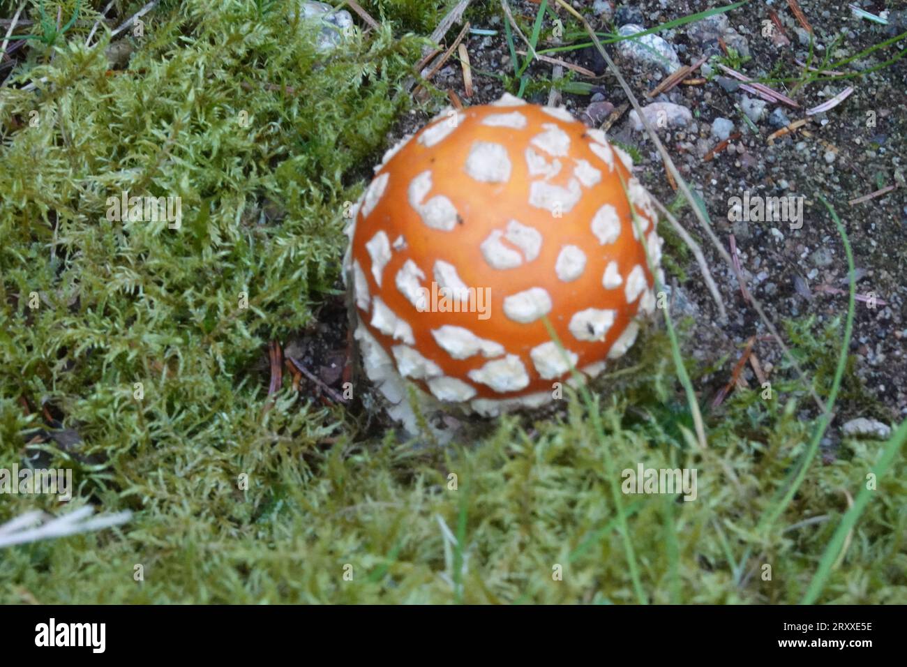 Fliegenpilze, Amanita muscaria Pilze, schottische Highlands Stockfoto