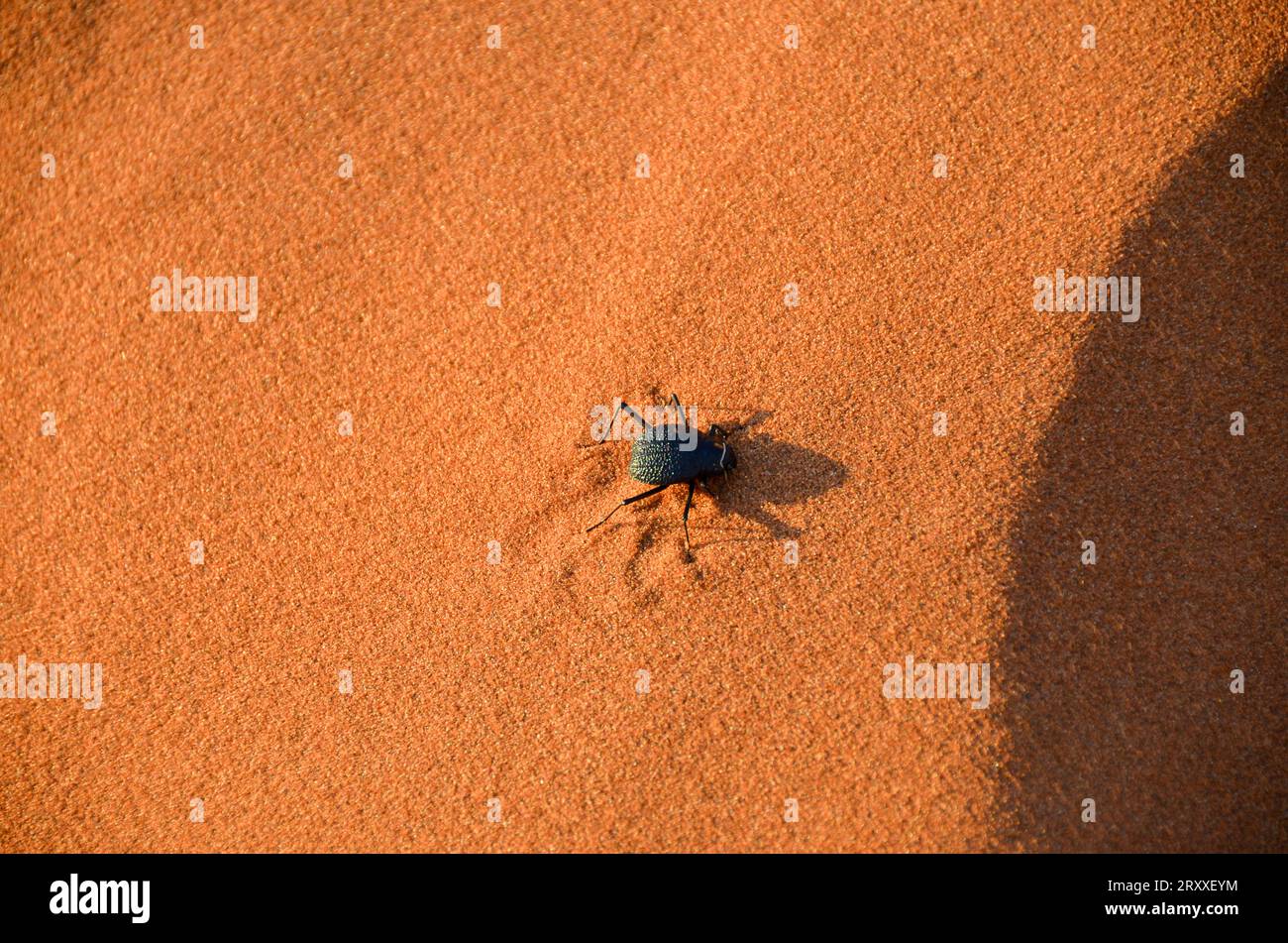 Wunderschöner Käfer in einer Düne Stockfoto