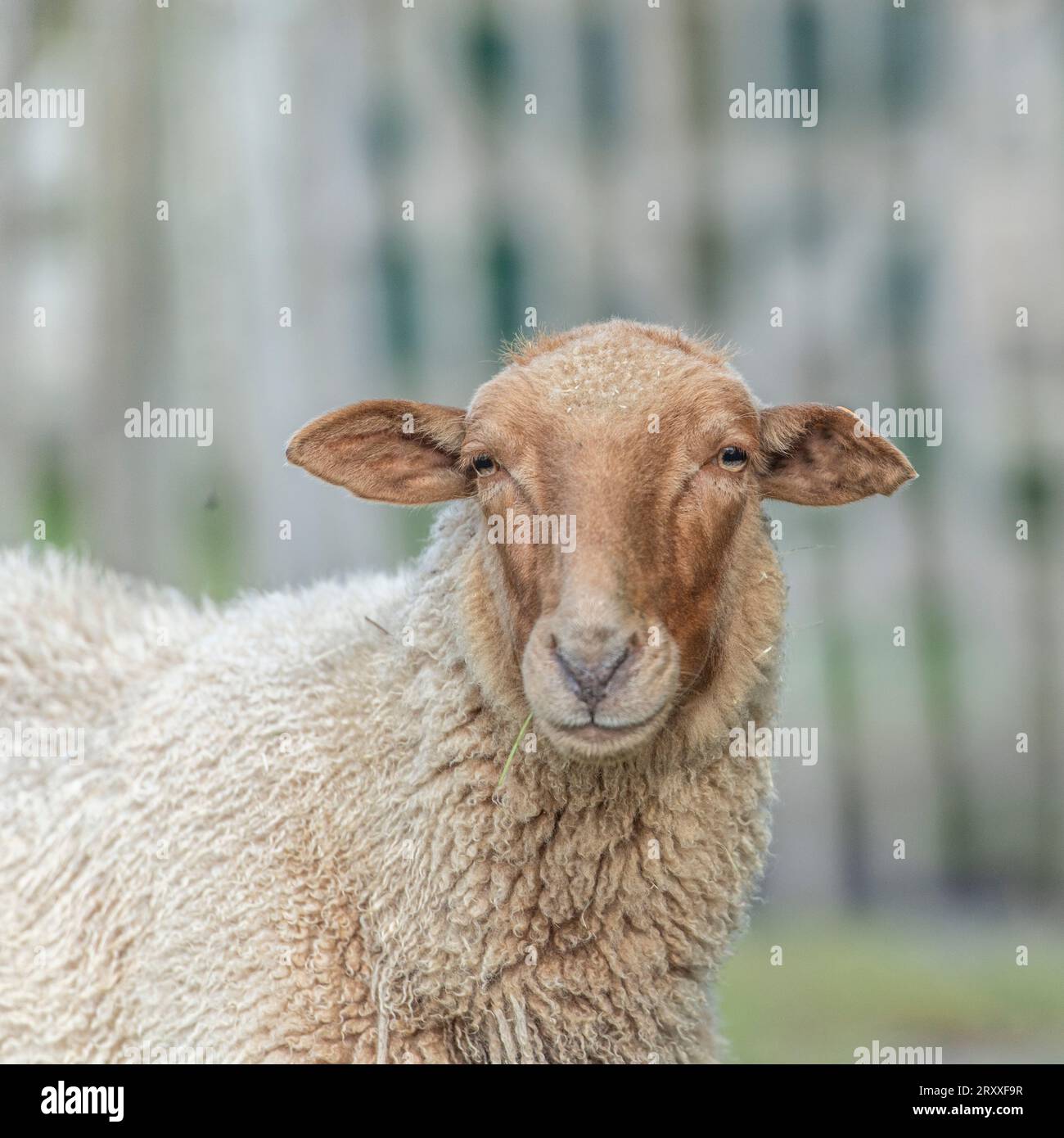 Ardennes voskop Sheep, Mouton Roux Ardennais Stockfoto