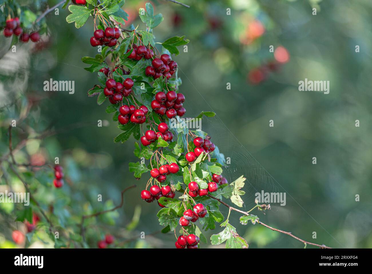 weißdornbeeren im Herbst Stockfoto