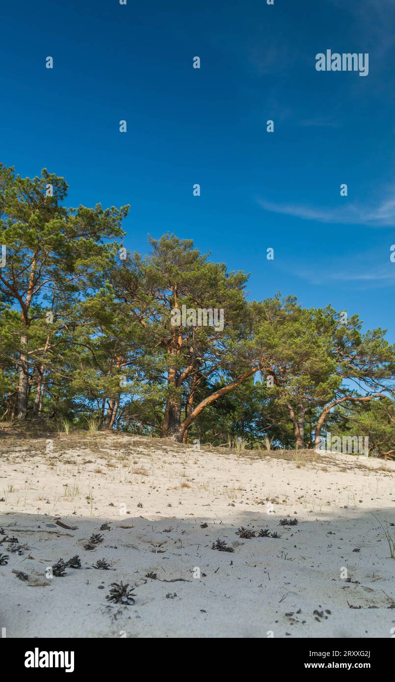Grüne, helle Kiefern vor dem blauen Himmel. Dünen und Sand. Ostküste Polens. Stockfoto