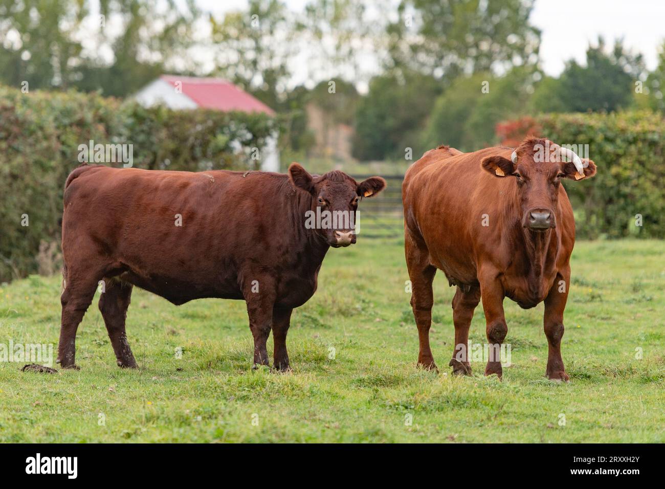 Sussex-Kuh und eine rote belgische Kuh auf einem Feld Stockfoto