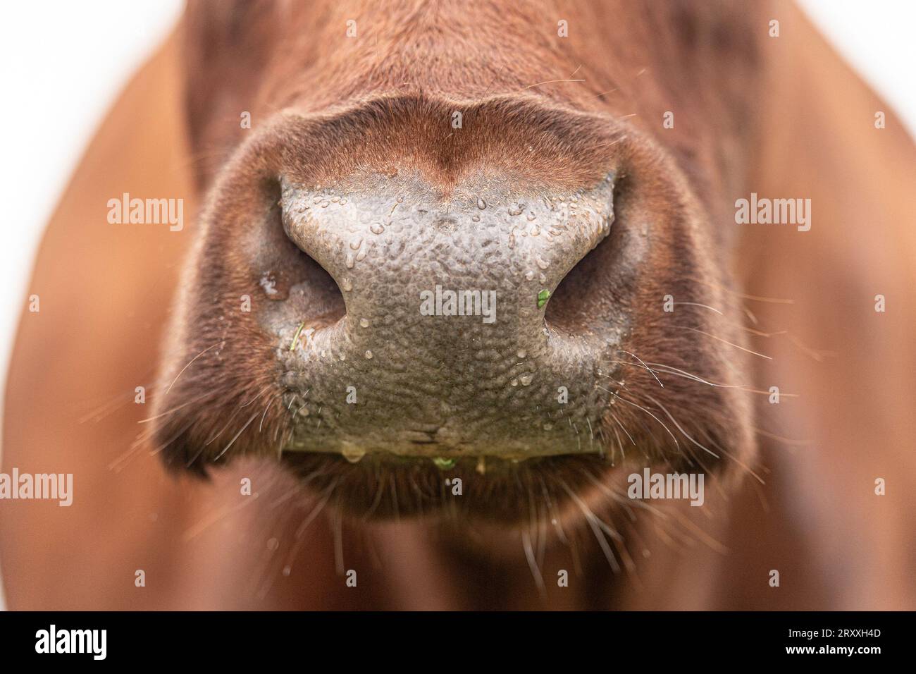 Rote belgische Kuh Nahaufnahme der Nase Stockfoto