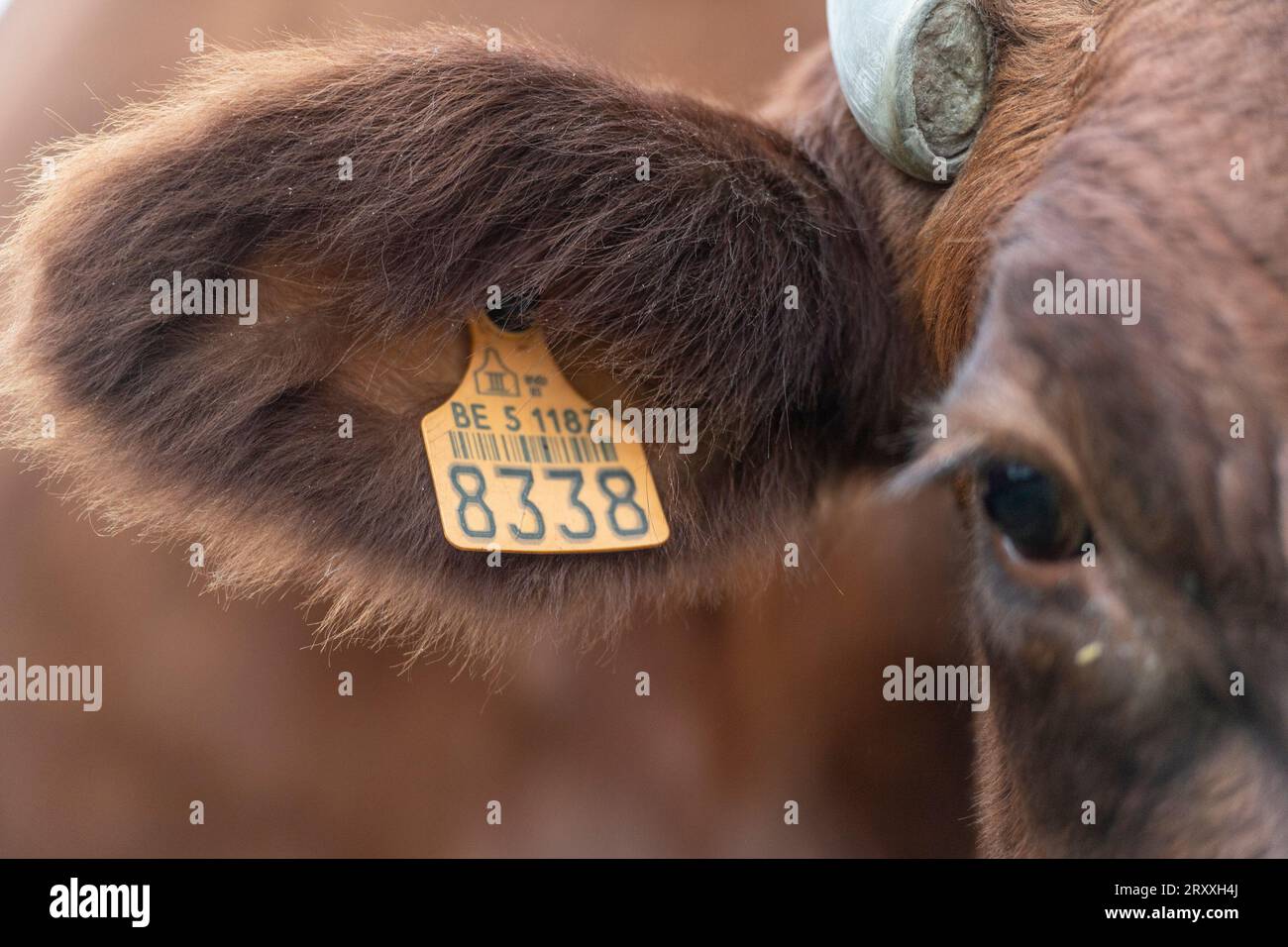 Rote belgische Kuh Nahaufnahme Stockfoto