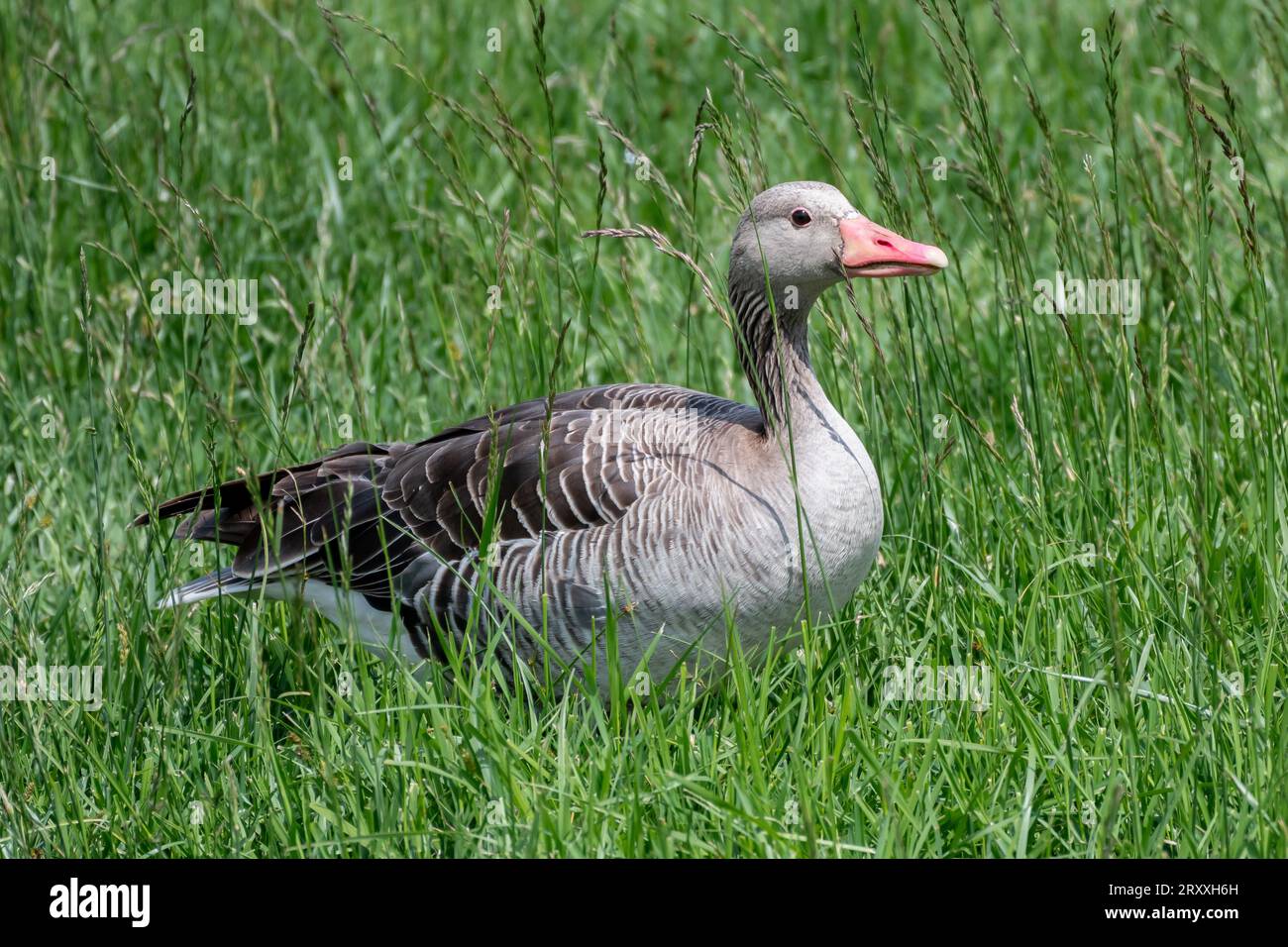 Graugans, Graulaggans (Anser Anser) steht in der Grünen Wiese Stockfoto