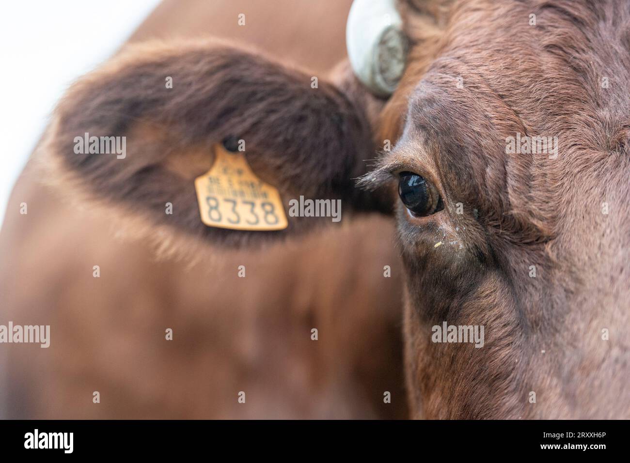 Rote belgische Kuh Nahaufnahme Stockfoto