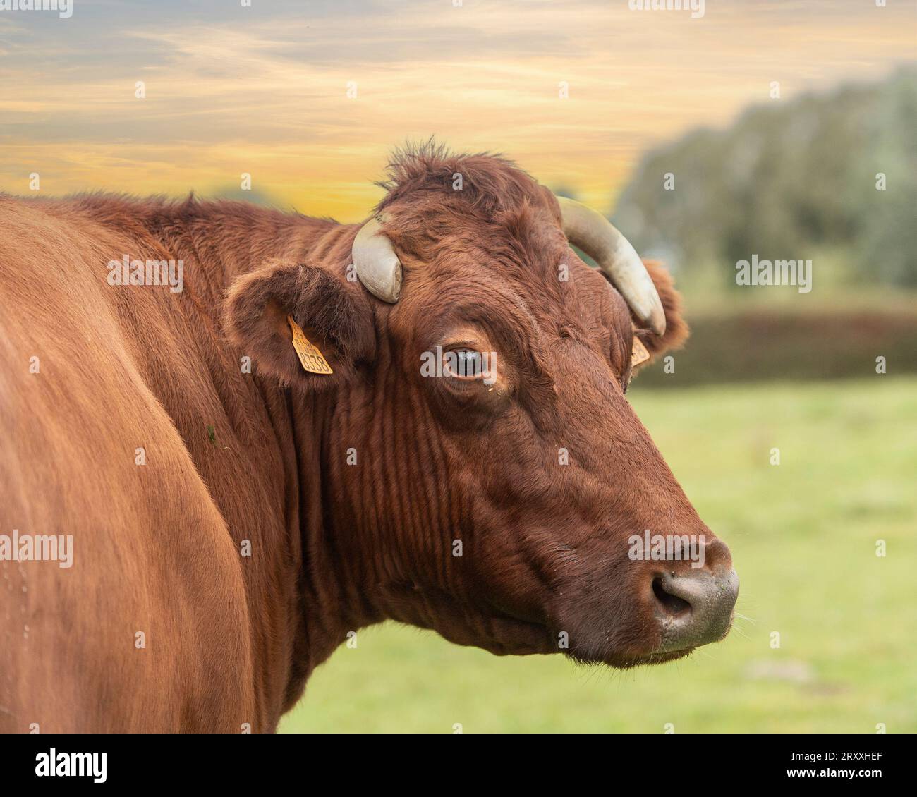 Belgische Rote Kuh Stockfoto