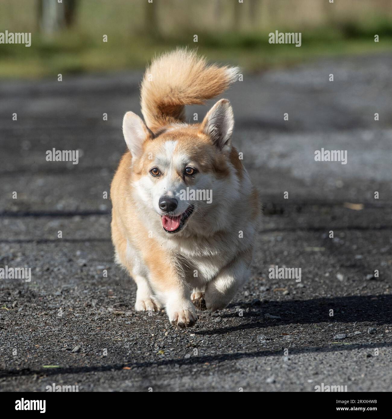 corgi pembroke trottete auf die Kamera zu Stockfoto