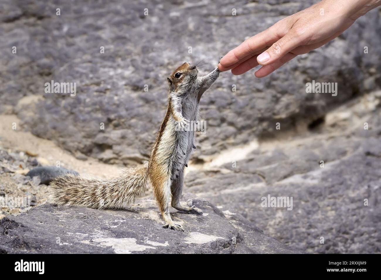 Berbergrundhornhörnchen (Atlantoxerus getulus) stehend stehend weiblich, eine menschliche Hand berührend Stockfoto