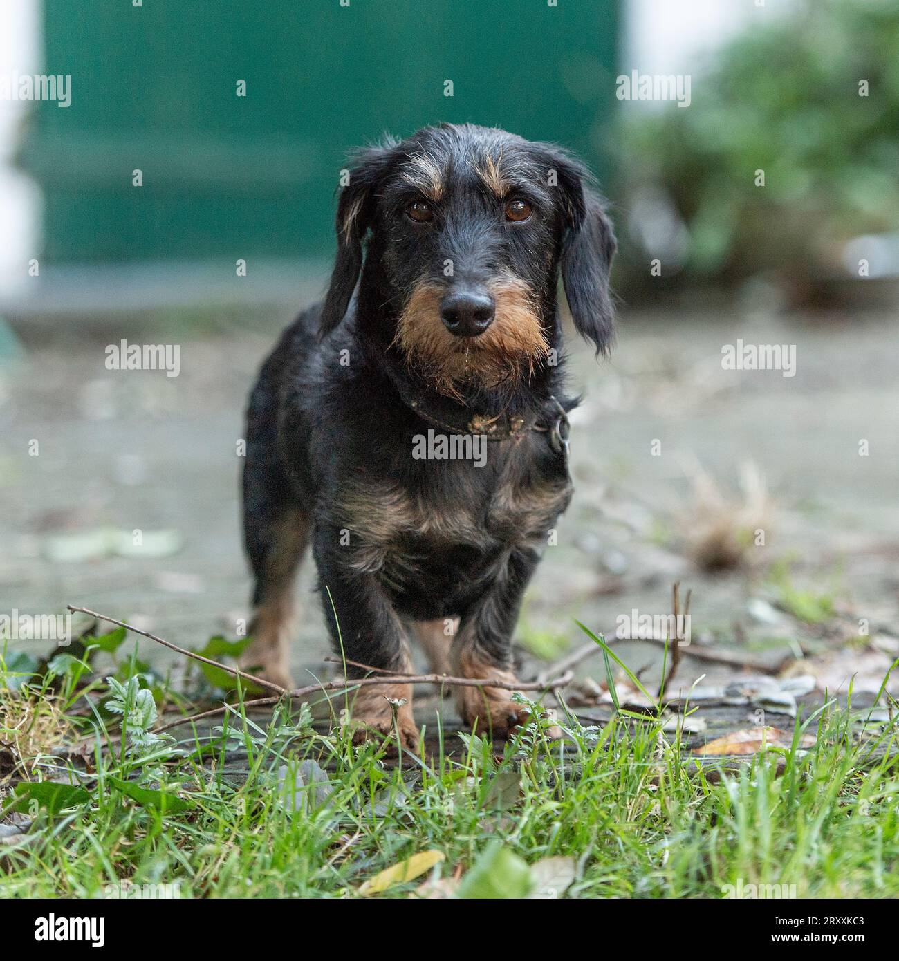 Miniatur-Drahtbehaarter Dachshund-teckel-Hund Stockfoto