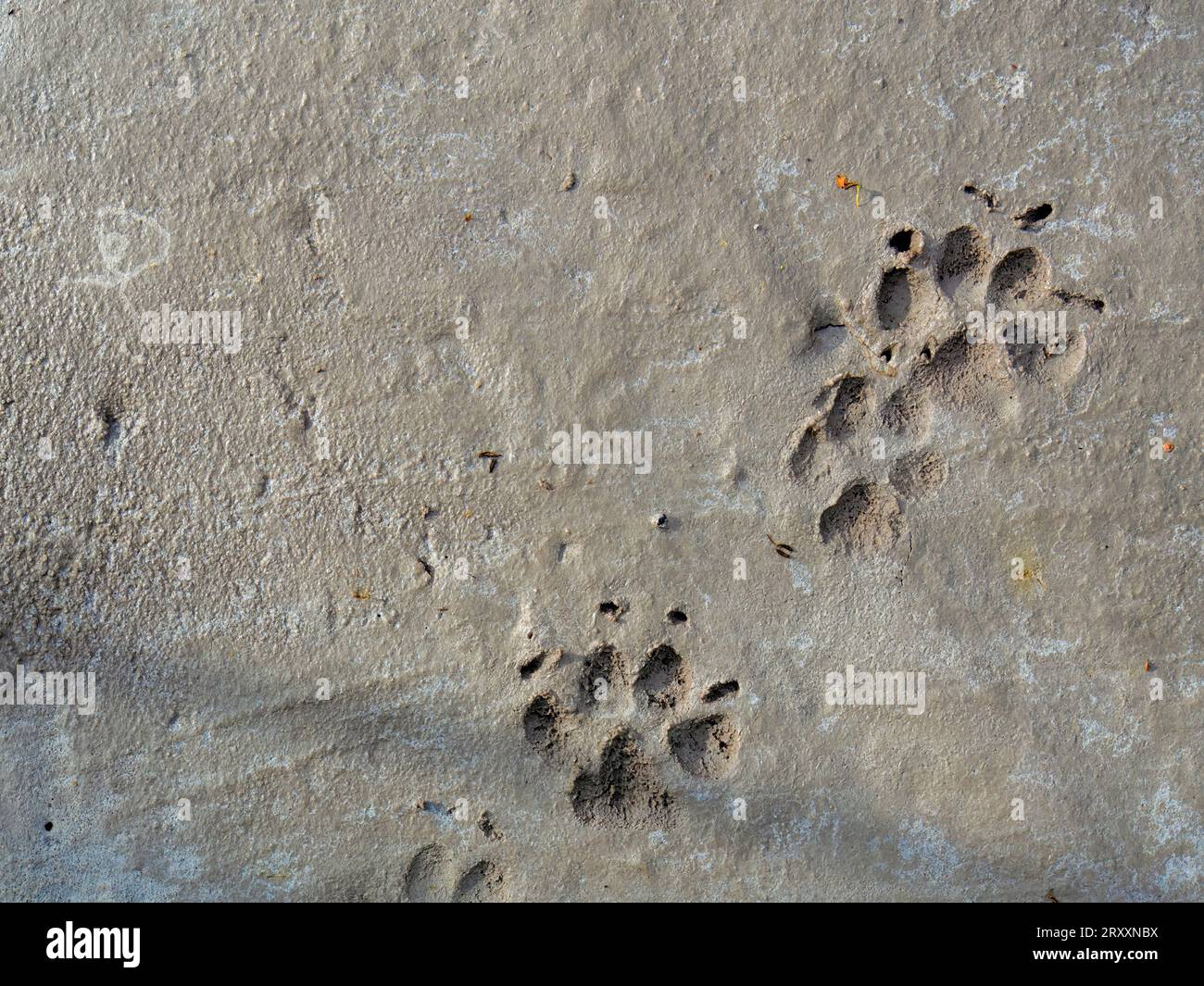 Ein Hund hinterließ seine Spuren in einer frisch gegossenen Betonplatte auf einer Baustelle in der Nähe der Stadt Arcabuco in den zentralen östlichen Anden Stockfoto