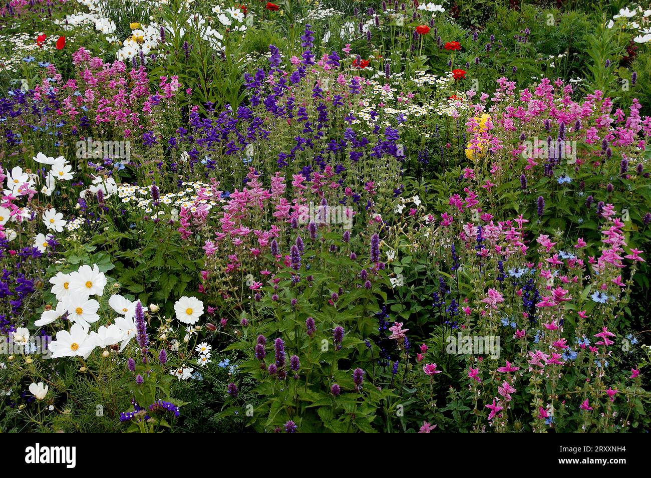 Blumenbeet (Cosmos bipinnatus) mit Cosmea, Anishysop (Agastache foeniculum), Schwarzkümmel und gemaltem Salbei (Salvia horminum) (Nigella Stockfoto