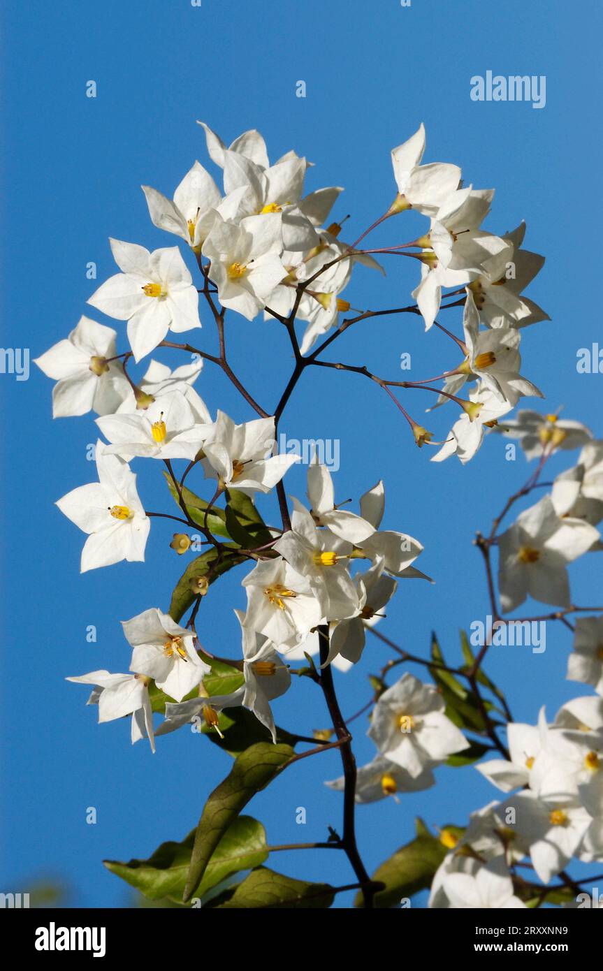 Jasmin-ähnliches solanum laxum (Solanum jasminoides), Jasmin-blühender Kletternachtschatten, Nachtschatten-Jasmin, weißer Kartoffelstrauch Stockfoto
