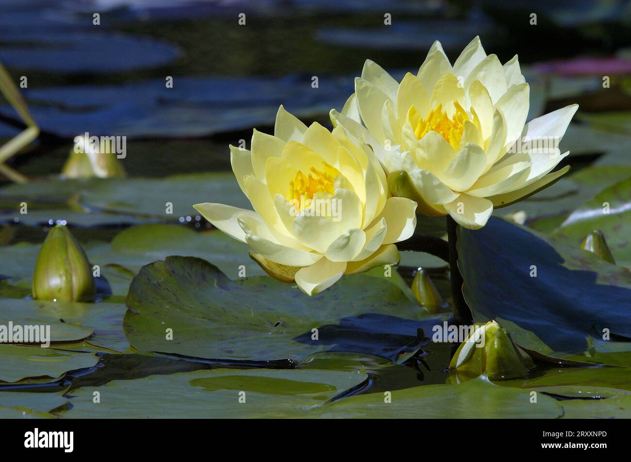 Seerose (Nymphaea) 'Joey Tomocik Stockfoto