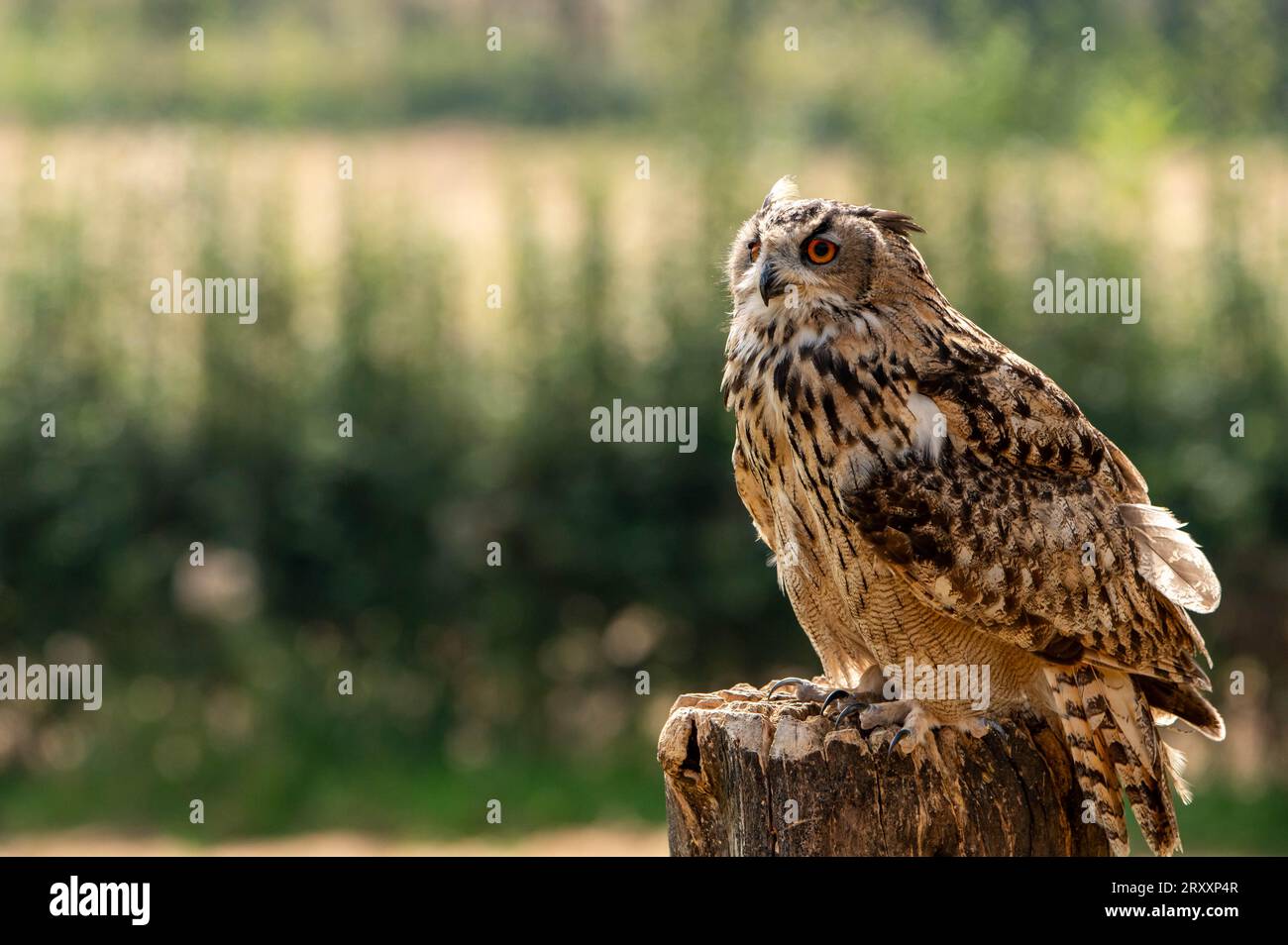 Ein Eulen, der an einem sonnigen Tag auf einem Baumstamm sitzt Stockfoto