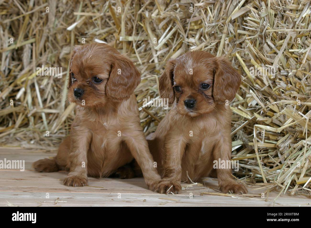 Cavalier King Charles Spaniel, Welpen, 6 Wochen, ruby Stockfoto