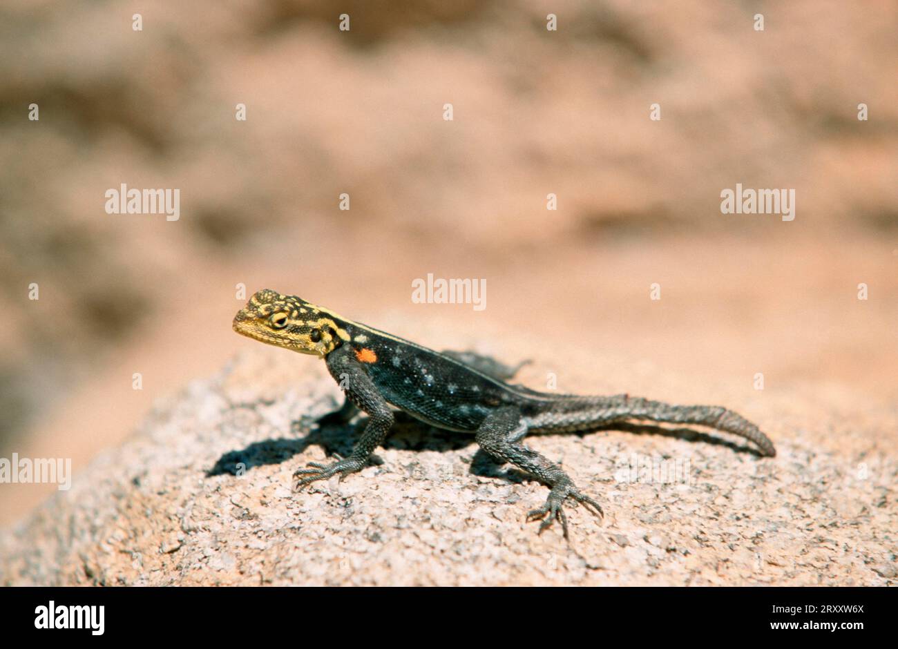 Namibischer Fels (Agama), namib-Fels-Agama (Agama planiceps), Agamidae, Namibia Stockfoto