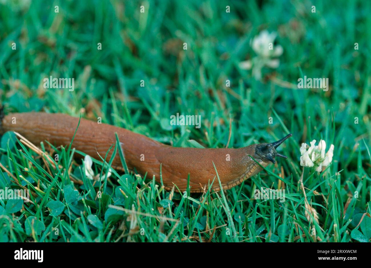 Große rote Nacktschnecke (Arion Rufus), North Rhine-Westphalia, Deutschland Stockfoto