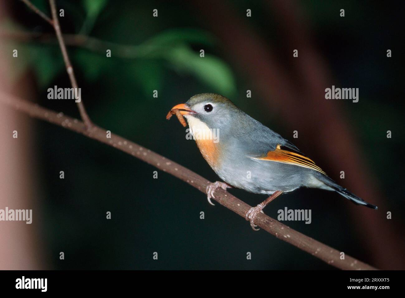 Pekin Robin (Leiothrix Lutea) Stockfoto
