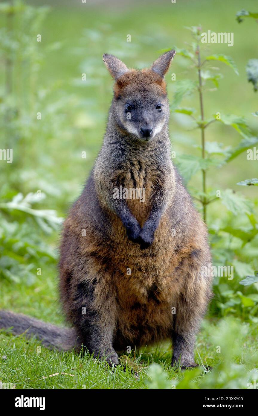 Sumpfwallaby (Wallabia bicolor) Stockfoto