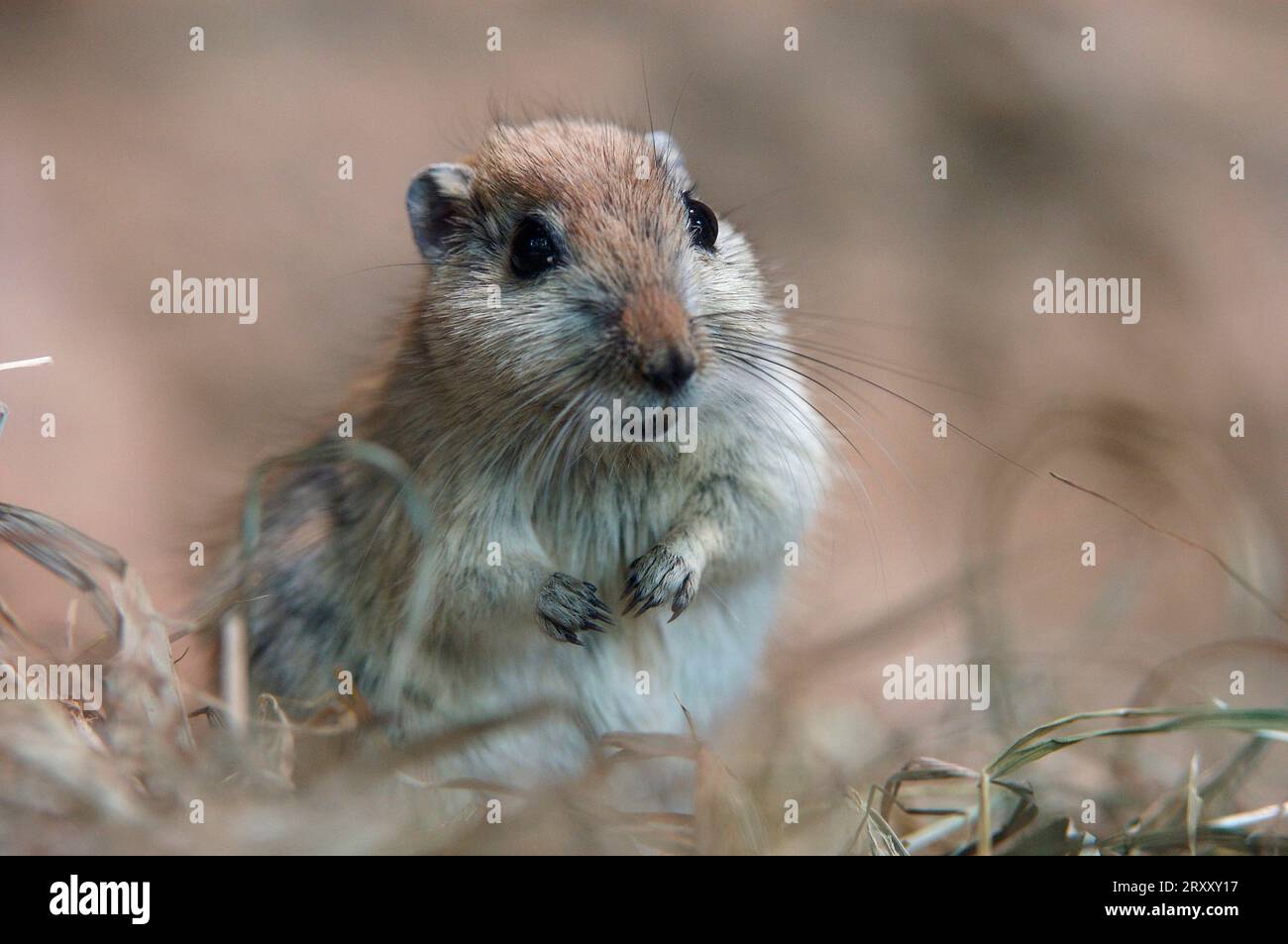 Fette Sandratte (Psammomys obesus) Stockfoto