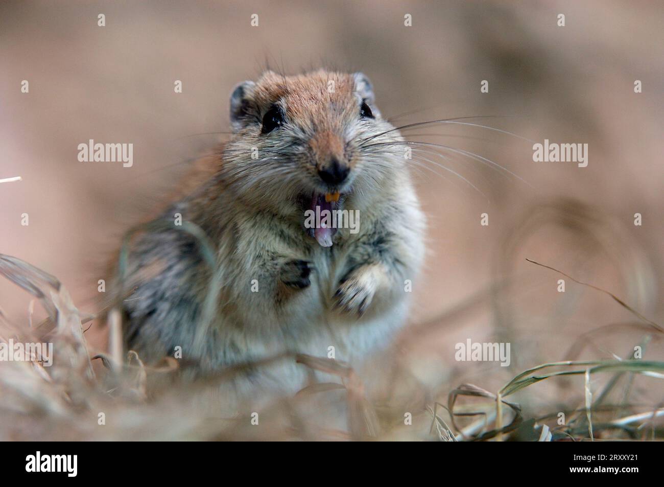 Fette Sandratte (Psammomys obesus) Stockfoto
