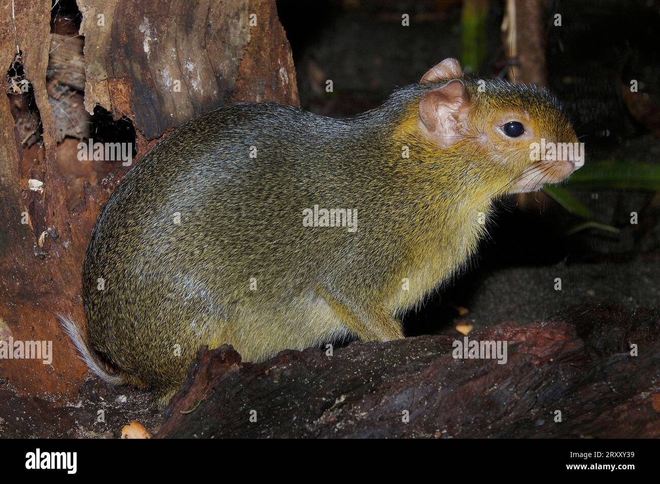 Acouchis (Myoprocta acouchy), Tails aguti, lateral, Side Stockfoto