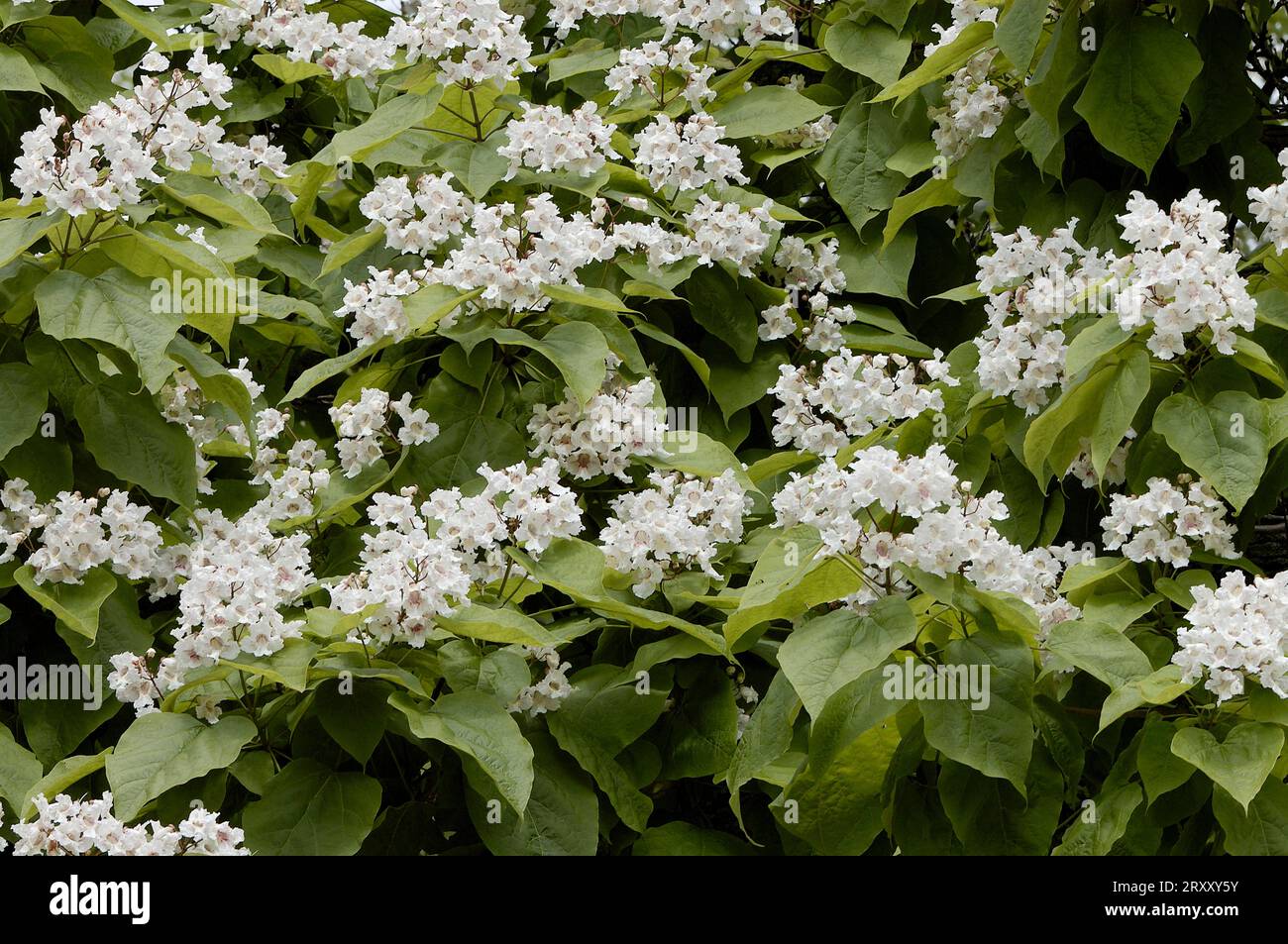 Indischer Bohnenbaum (Catalpa bignonioides) Stockfoto