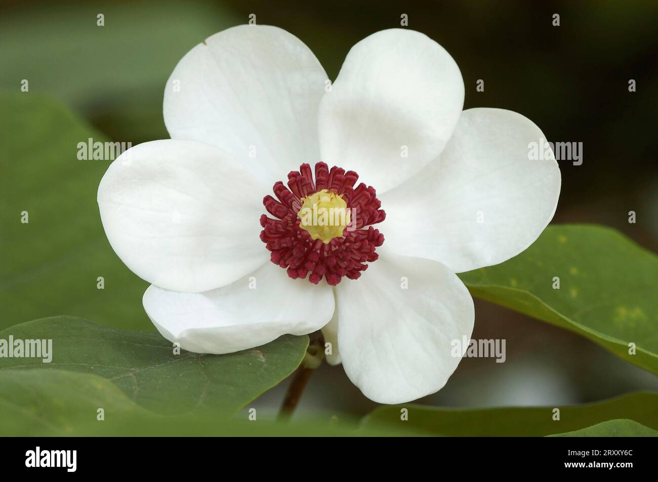 Magnolie, oyama Magnolia (Magnolia sieboldii), Blume, Magnolie Familie, Magnoliaceae Stockfoto