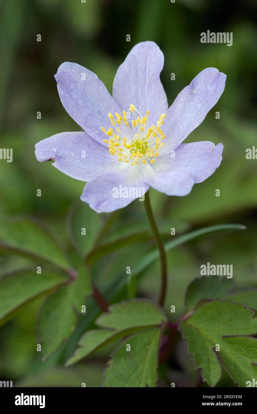 Holzanemone (Anemone nemorosa) 'Robinsoniana Stockfoto