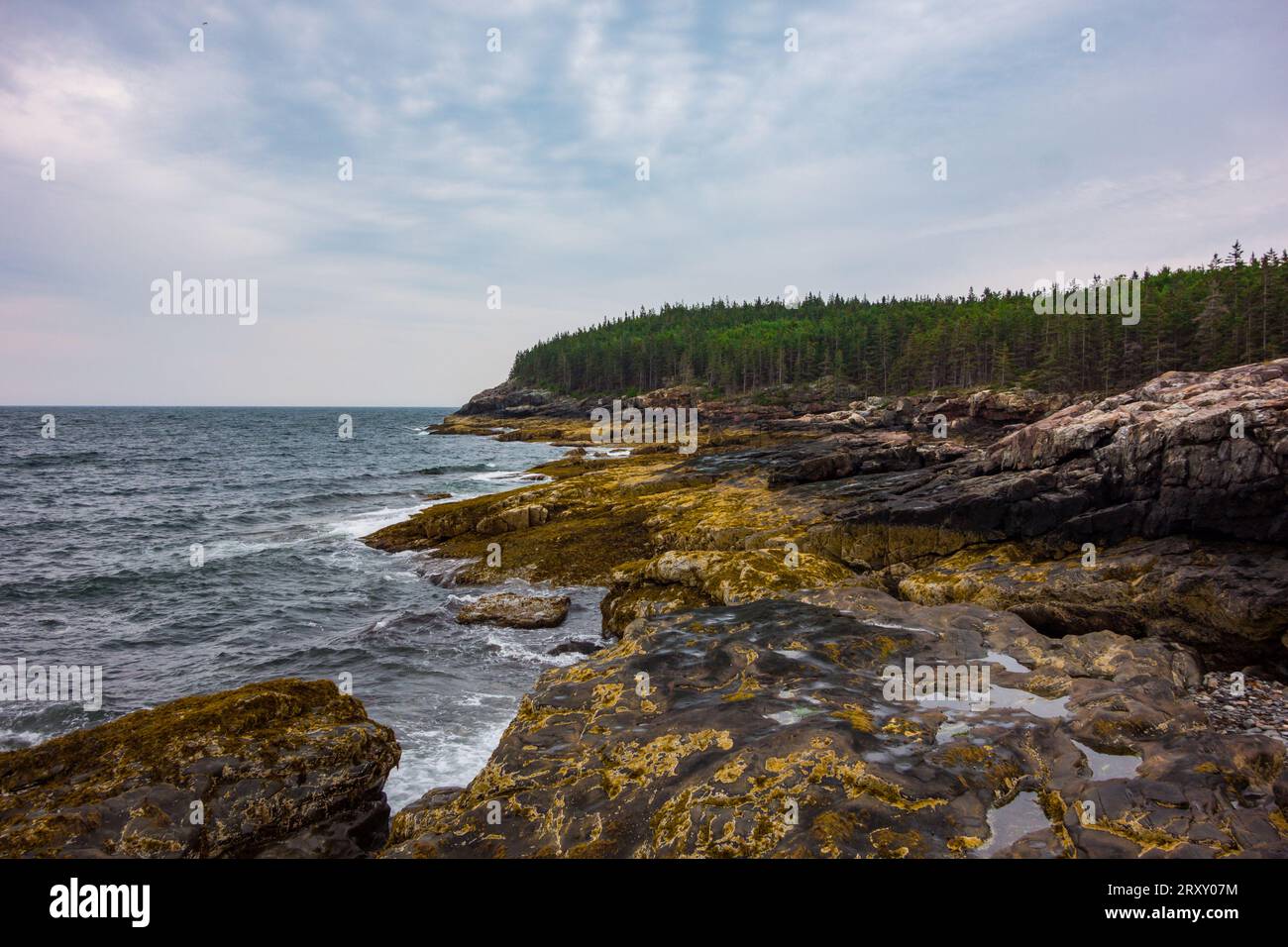 Felsige Küste des Acadia-Nationalparks in Bar Harbor, Maine. Stockfoto