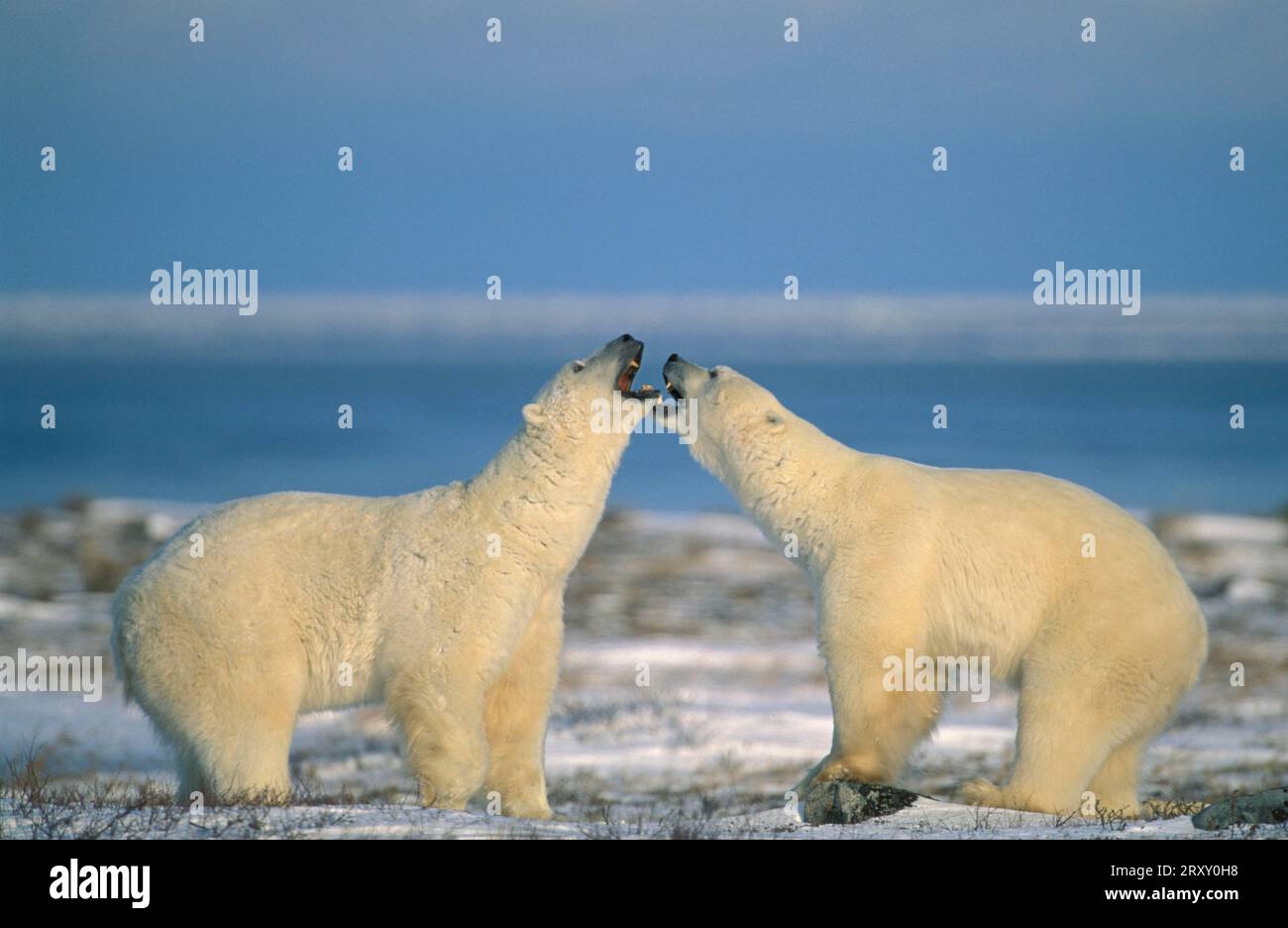 Zwei Polarbären (Ursus maritimus), Arktis Stockfoto