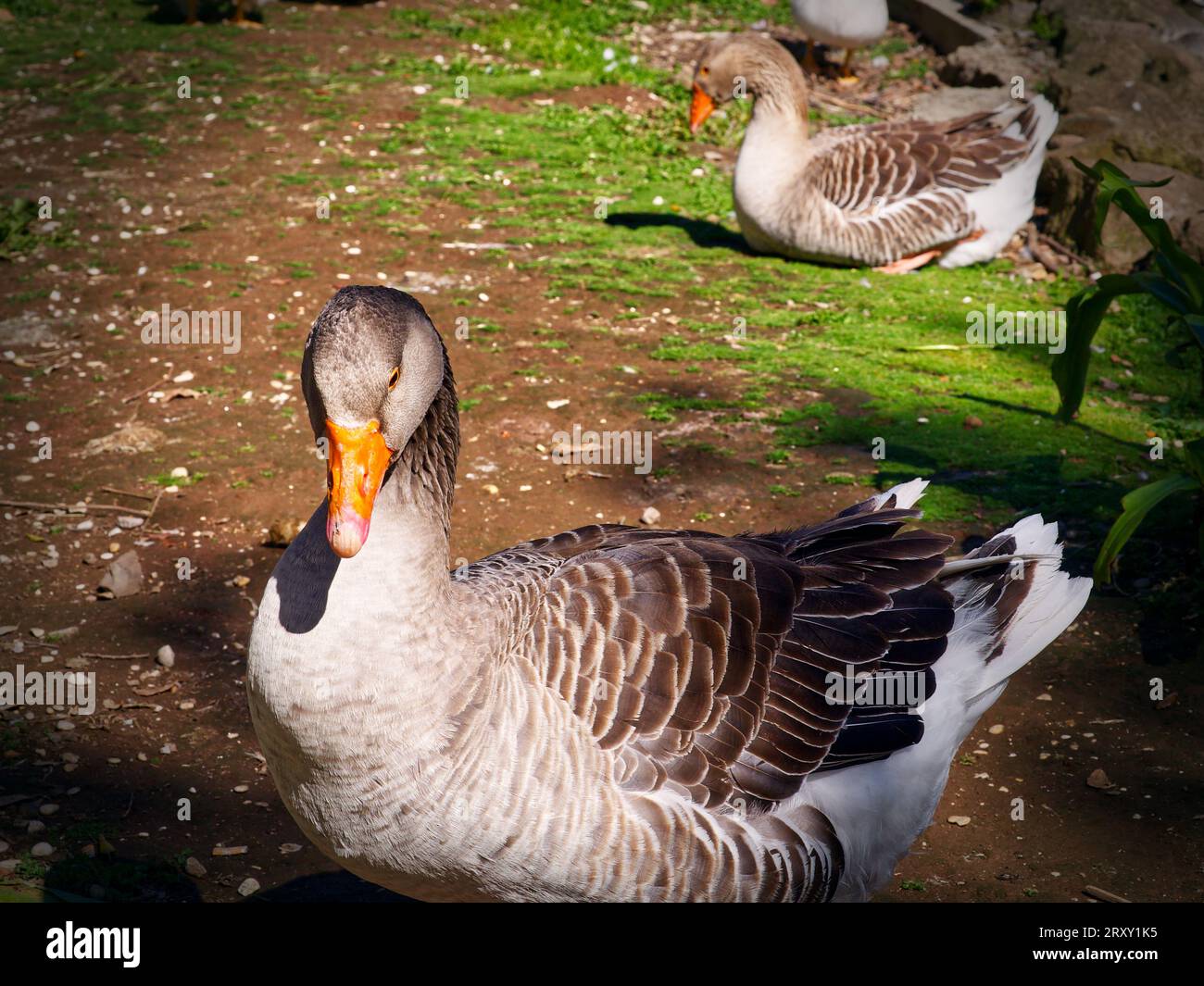 Gänsevogel-Nahaufnahme unter Sonnenlicht Stockfoto