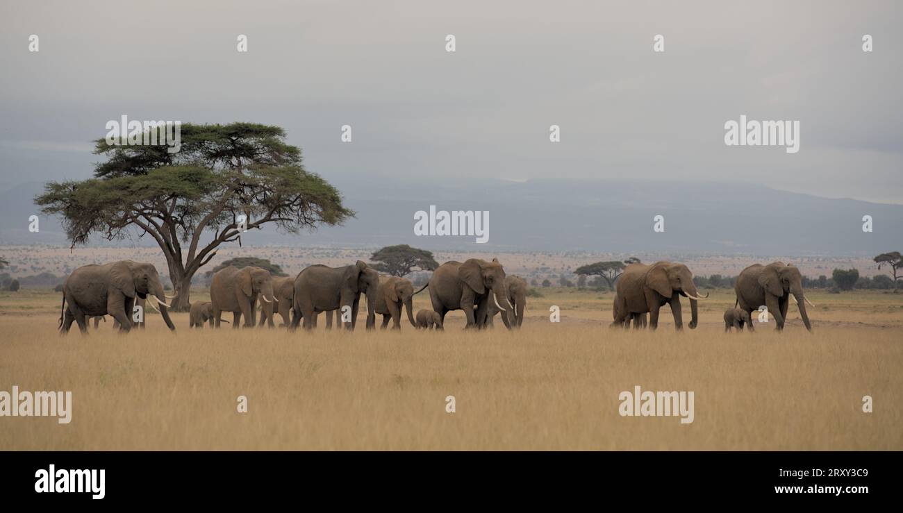 Parnorama-Ansicht der Elefantenherde, die mit dem Baum auf der linken Seite des Hintergrunds auf gelblichem Gras im Amboseli Nationalpark, Kenia, vorbeizieht Stockfoto