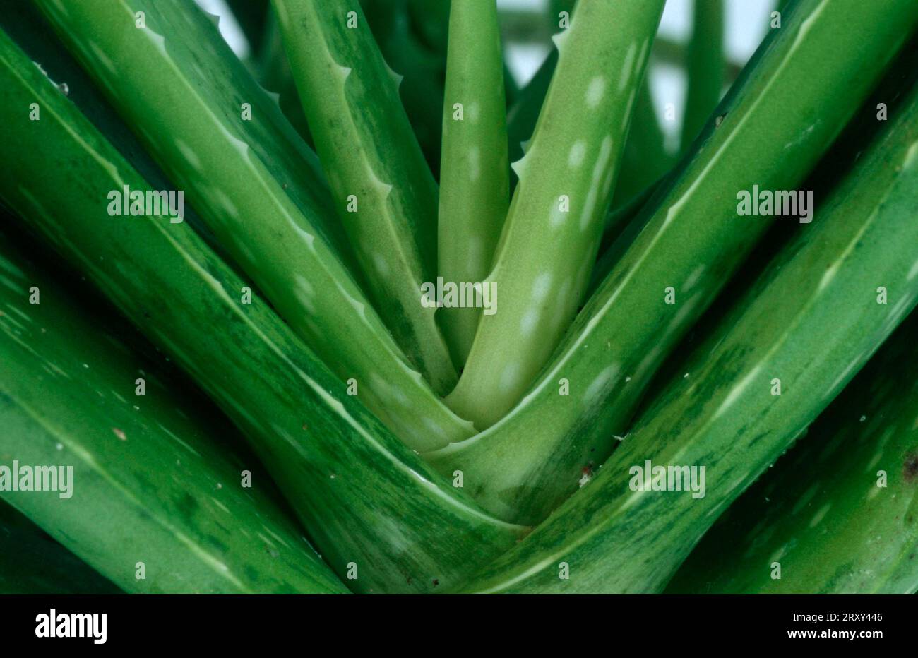 Aloe (Aloe) Vera, echte Aloe (Aloe Vera), Pflanzen, Affodilidae, Asphodelaceae, Heilkräuter, Echte Aloe, Pflanzen, Affodilidae, Asphodelaceae Stockfoto