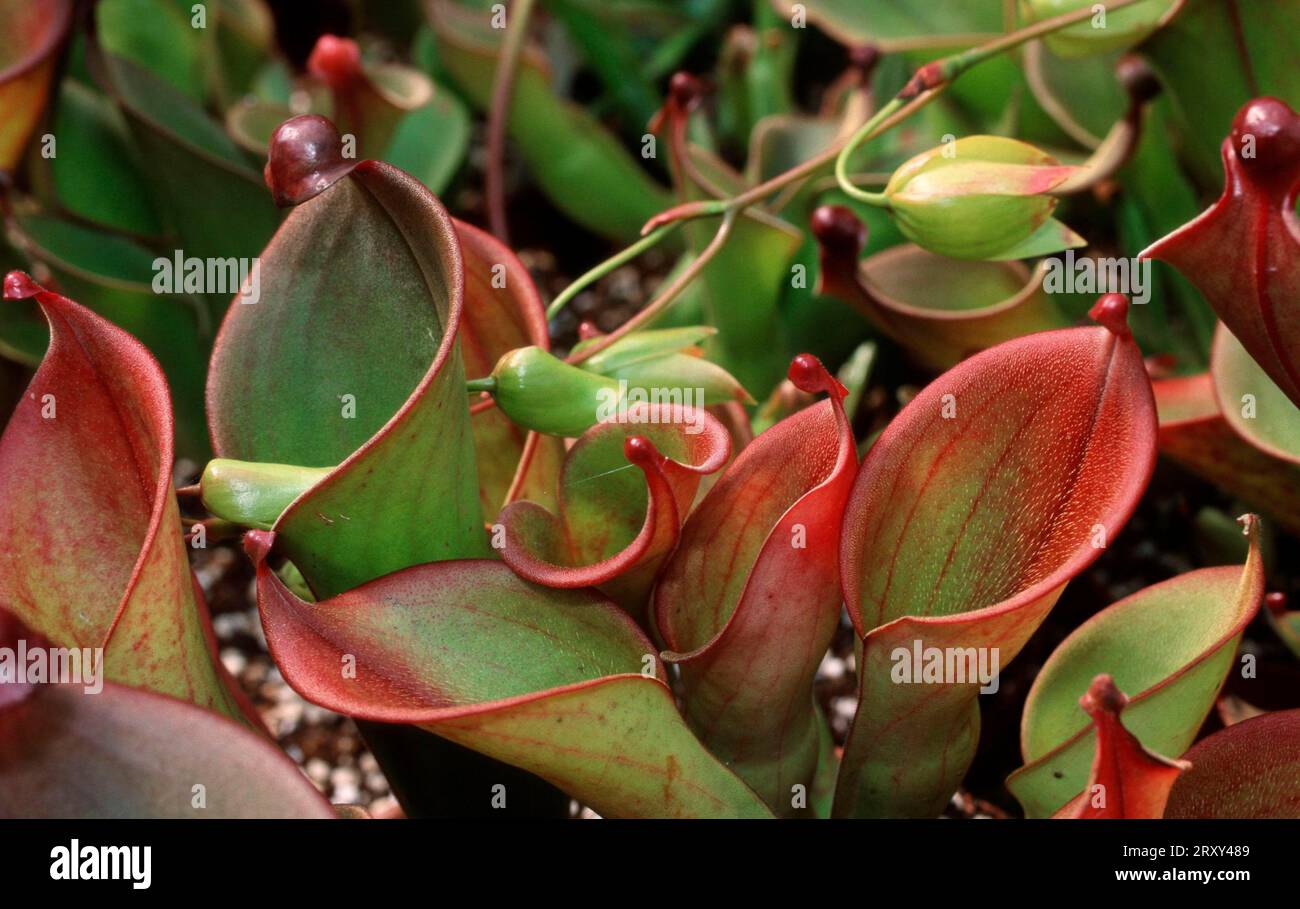 Sdamerikanische pflanzen -Fotos und -Bildmaterial in hoher Auflsung   Alamy