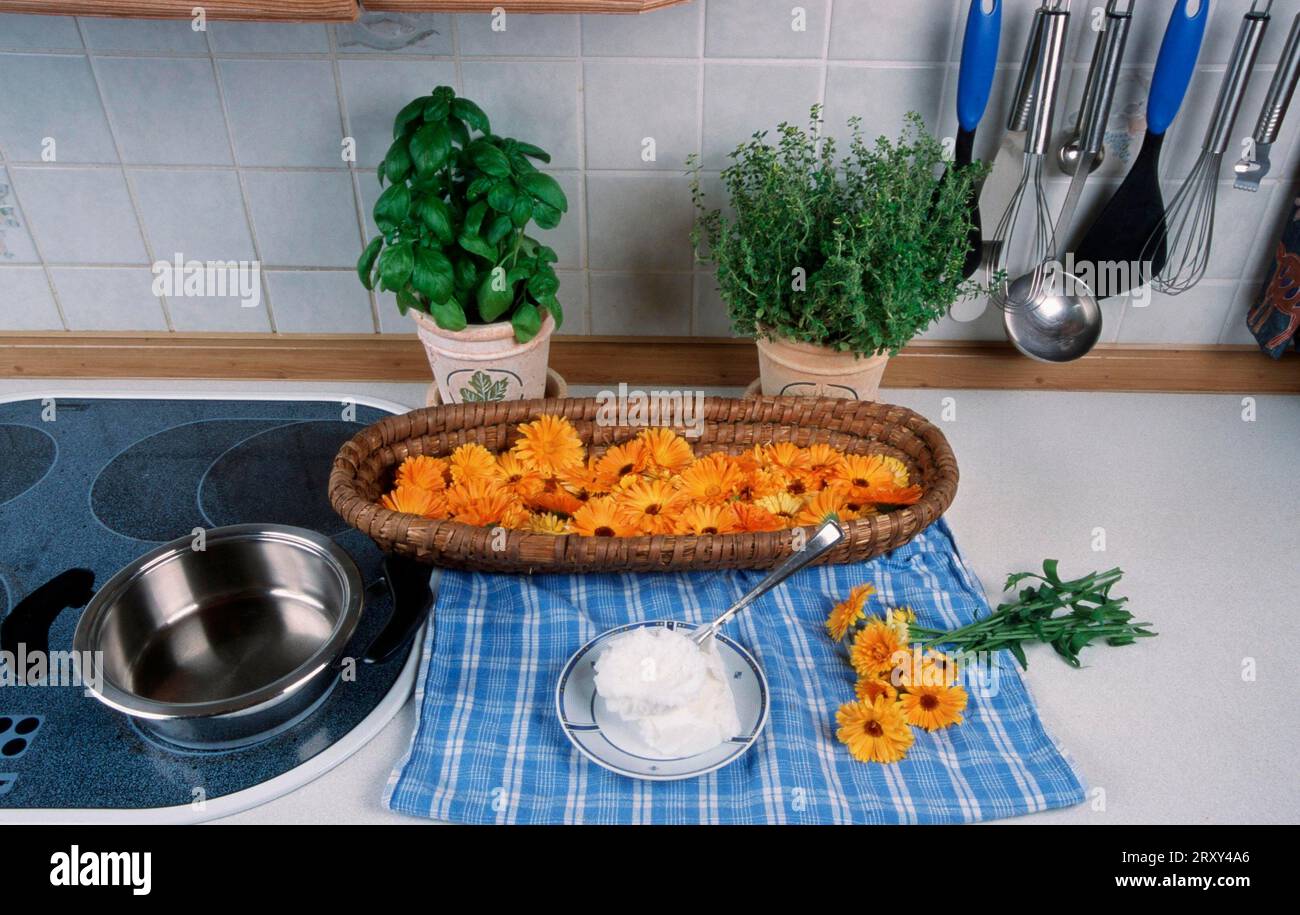 Präparation von Ringelblume (Calendula officinalis), Präparation von Salbe und Blumen, Blumen, Gartenpflanzen, Heilkräutern im Garten Stockfoto