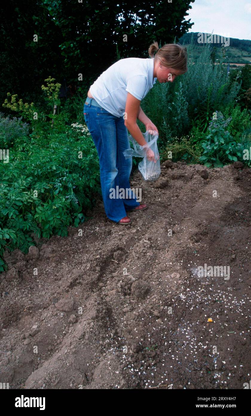 Frau arbeitet im Garten, düngt mit Hornspänen Stockfoto