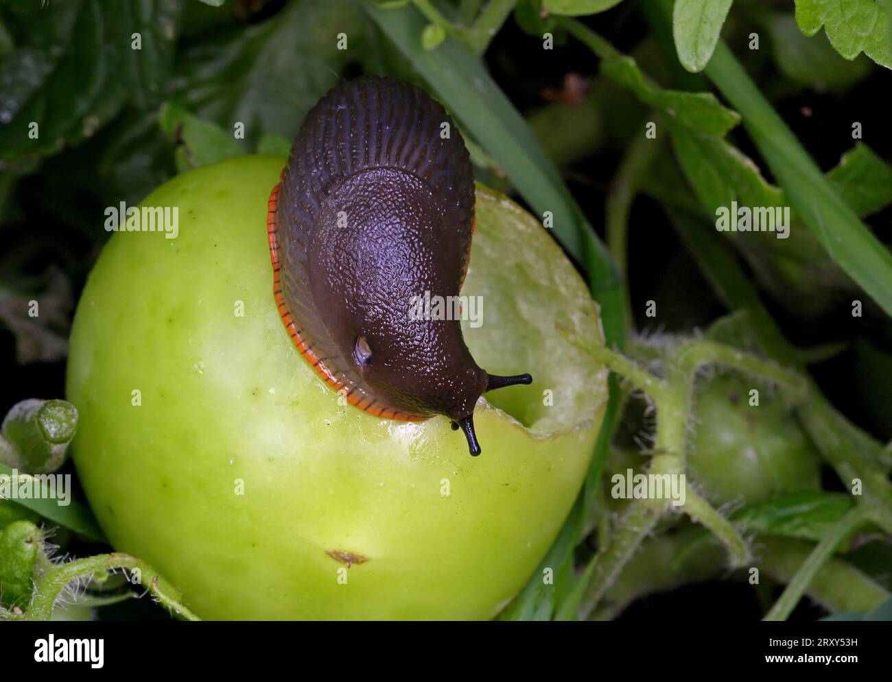 Red Slug (Arion ater rufus) Erwachsene Fütterung von Tomato Eccles-on-Sea, Norfolk, UK. September Stockfoto