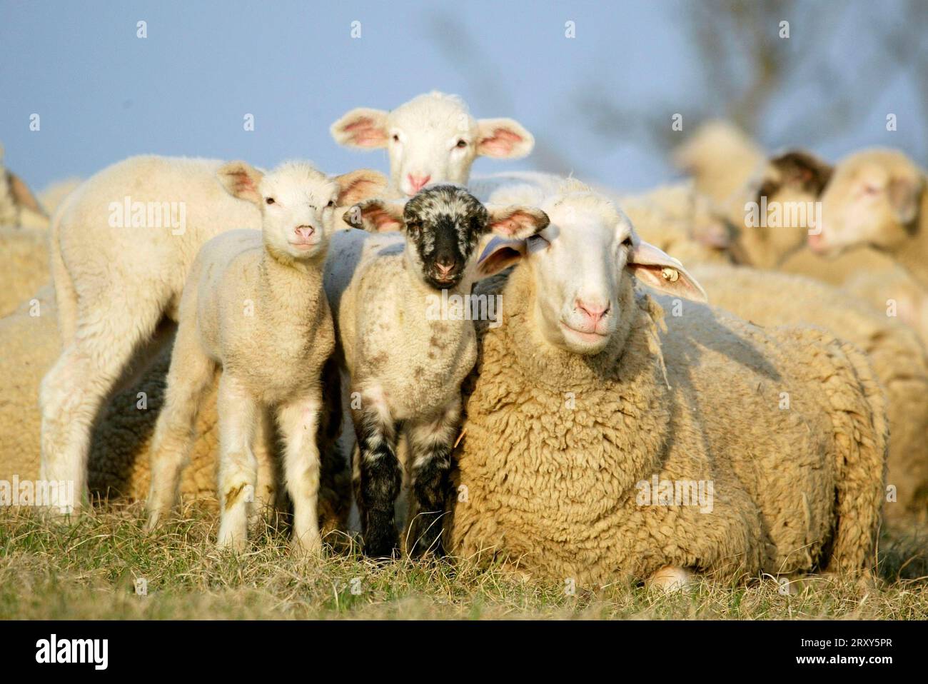 Merino-Schafe mit Lämmern, Schafen, Schafen, Lämmern Stockfoto