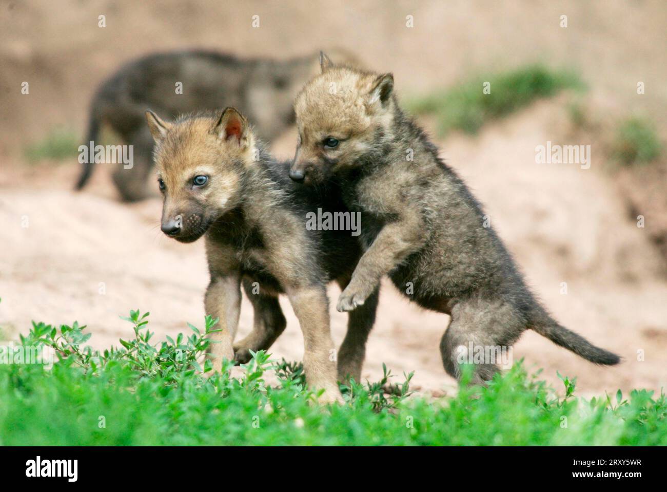 Wölfe, Jungtiere (Canis Lupus), Jungtiere Stockfoto