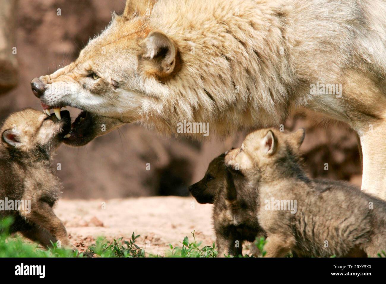 Wolf mit Jungen (Canis Lupus), Jungtier Stockfoto