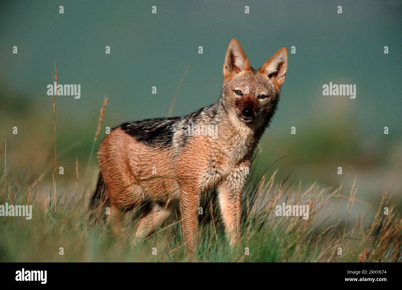 Black-Backed Jackal (Canis mesomelas), Giant's Castle Game Reserve, Südafrika, Schabrackenschakal, Giant's Castle Schutzgebiet, Suedafrika, nass Stockfoto