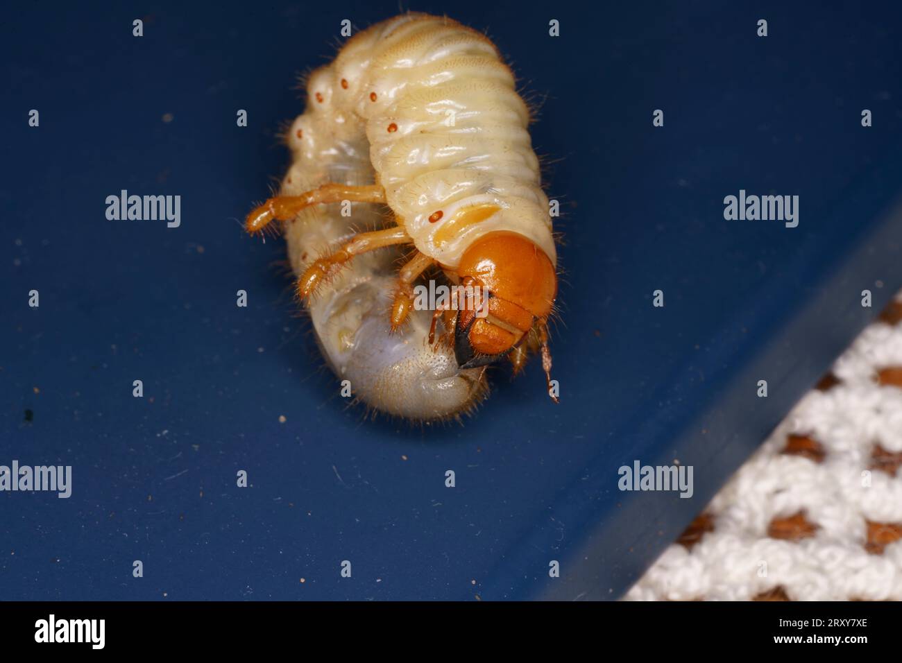 Melolontha melolontha Familie Scarabaeidae Gattung Melolontha gemeiner Schwanzflosser Maybug Maybeetle Doodlebog Larve Wildnis Insektenfotografie, Bild, Stockfoto