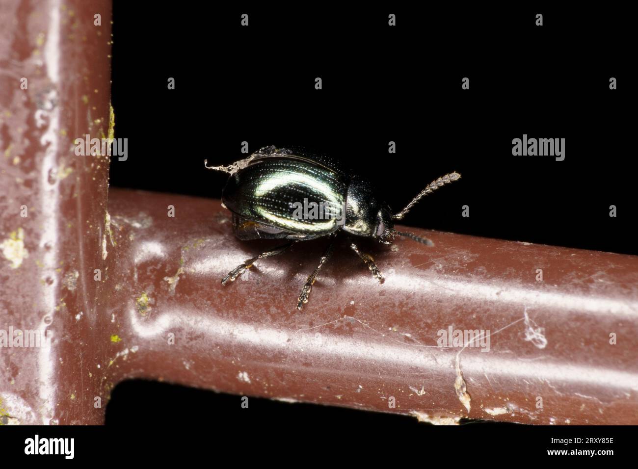 Phaedon cochleariae Familie Chrysomelidae Gattung Phaedon Senfkäfer Käfer-Käfer wilde Natur Insektenfotografie, Bild, Tapete Stockfoto